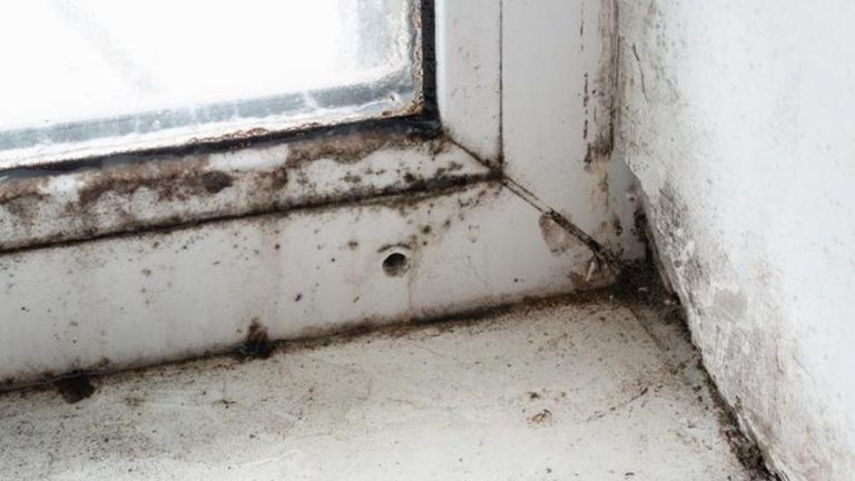 Küfün kansere nasıl yol açtığını görün…