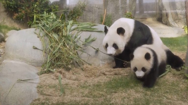 Video. Hong Kong’un ilk yerli pandaını görecek ziyaretçiler