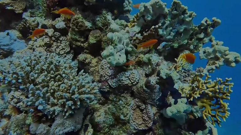 Mısır denizaltısı dalış meraklılarını çekiyor