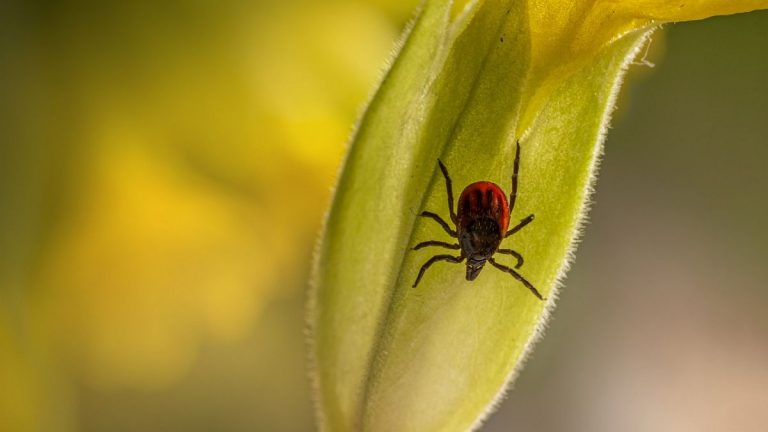 Kayseri’de vücuduna kene yapışan bir kişi daha hayatını kaybetti
