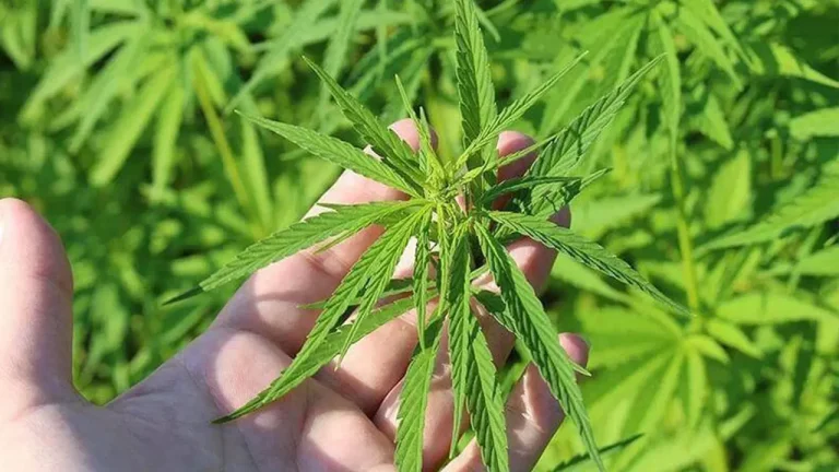 Türkiye Psikiyatri Derneği’nden ‘kenevir’ düzenlemesine ilişkin kritik uyarı – Son Dakika Türkiye Haberleri