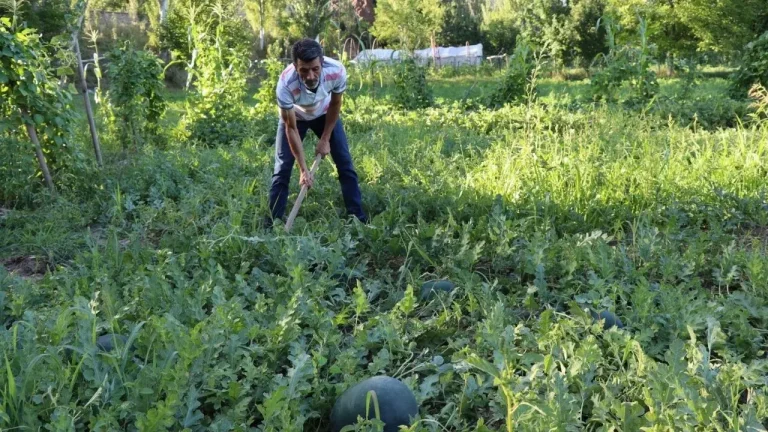 İlk kez ekildi, hasadı başladı: 24 kiloya ulaştı…